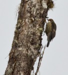 Papuan Treecreeper